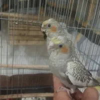 عروس هلندی