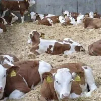 خریدفروش گوساله|حیوانات مزرعه|قم, باغ شریفی|دیوار