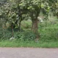 ۴۶۴۰ متر زمین جهت برجسازی یا هتل برجاده