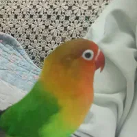 کوتوله برزیلی گمشده محدوده طفلان مسلم