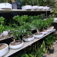 گل بنسای سانسوریا زامفولیا