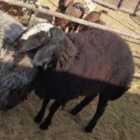 یک عدد قوچ ویک عددبره قوچ نژاد شال