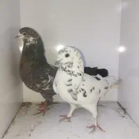 کفتر با تخم و جوجه