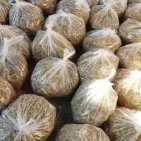 گیاهان سرحدی|خوردنی و آشامیدنی|فسا, |دیوار