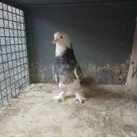 سلام خدمت دوستان پنج تا کفتر دونه ای ۱۵۰۰|پرنده|ری, ولی آباد|دیوار