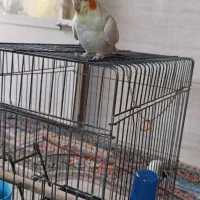 عروس هلندی|پرنده|رباطکریم, رباطکریم|دیوار