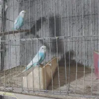 مرغ عشق اسپانگل