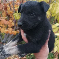 یک جفت توله نر و ماده|سگ|مرودشت, علیآباد|دیوار