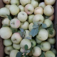 گلابی + سیب استخوانی قرمز و زرد|خوردنی و آشامیدنی|آوج, |دیوار