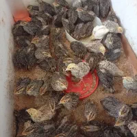 جوجه بلدرچین