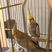 عروس هلندی جفت