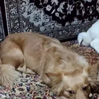 پامرروباهی باکلبه سگ|سگ|بندر امام خمینی, |دیوار