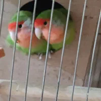 یه جفت طوطی برزیلی همراه باقفس ولوازم