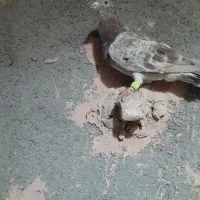 کفترا همه گرفتی|پرنده|سبزوار, باهنر|دیوار