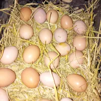 تخم مرغ محلی|حیوانات مزرعه|رباط‌کریم, کاظم‌آباد|دیوار