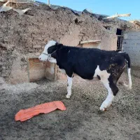 گوساله سیمینتال ماده ۸ ماهه