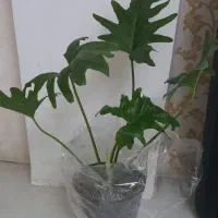 گل طبیعی  برگ انجیری وگلدان سفید