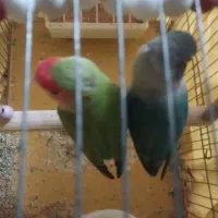 یک جفت عروس هلندی با طوطی برزیلی|پرنده|لواسان, |دیوار