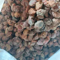 فروش زردالو با هسته