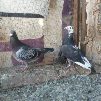 کفتر پرشی وصید جفتگاه|پرنده|مشهد, کوشش|دیوار
