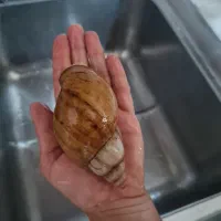 حلزونای خوشگل و بامزه و بی‌دردسر