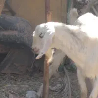 ندارد|حیوانات مزرعه|گنبکی, |دیوار