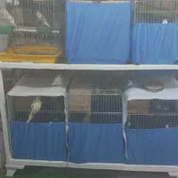 چند جفت عروس هلندی