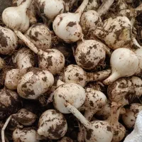 موسیر کوهی تناژ بالا