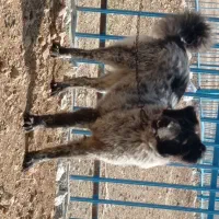 سلام لاس ۲ سال دهن پاک قدرجونی قیمت توافقی