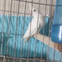 عروس هلندی البینو 5ماهه