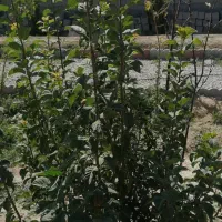 باغچه سند تک برگ دار معاوضه با ماشین|فروش زمین و ملک کلنگی|رباط‌کریم, انجم آباد|دیوار