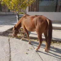 مادیان جوان|اسب و تجهیزات اسب‌سواری|آشخانه, |دیوار