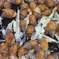 حلزون آلبینو