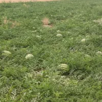هندوانه سوپر سنقر