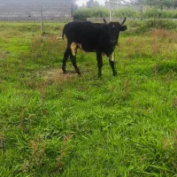 گاو ورزاکوله چالوسی