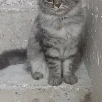 گربه  گمشده