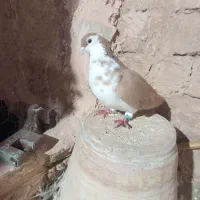 صده کلاغ دم هفرنگ زرد .افشون