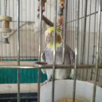 عروس هلندی
