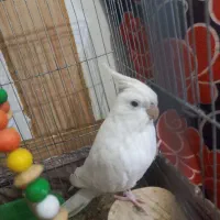 عروس هلندی آلبینو نر آماده جفت