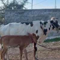 گاو‌|حیوانات مزرعه|ایذه, |دیوار