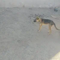 سگ7ماه گرگ نر