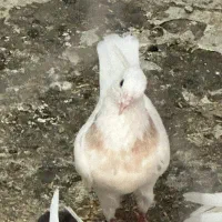 طوقی سو قدیم|پرنده|شاهین‌شهر, حافظ شمالی|دیوار