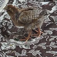 ی جوجه کوچولو گمشده