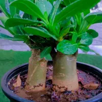 کاکتوس گل آپارتمانی بنسای ادنیوم سطل ۴ تنه دار|گل و گیاه طبیعی|تهران, مسعودیه|دیوار