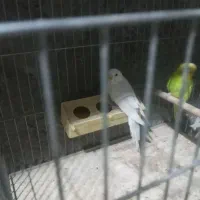 فروش مرغعشق|پرنده|داراب, |دیوار