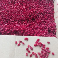 استخدام نیروی خانم