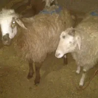 بره شیرخوار چندروزه