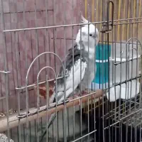 عروس هلندی نر درشت رنگ خاص