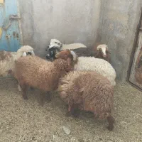 بره نره وماده|حیوانات مزرعه|بندر ماهشهر, |دیوار