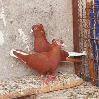 کبوتر دمسفید